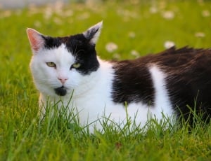 white and black short coated cat thumbnail