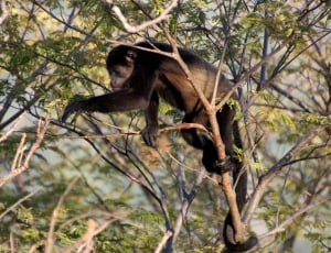 Costa Rica, Monkey, Howler Monkey, Trees, animal wildlife, animals in the wild thumbnail