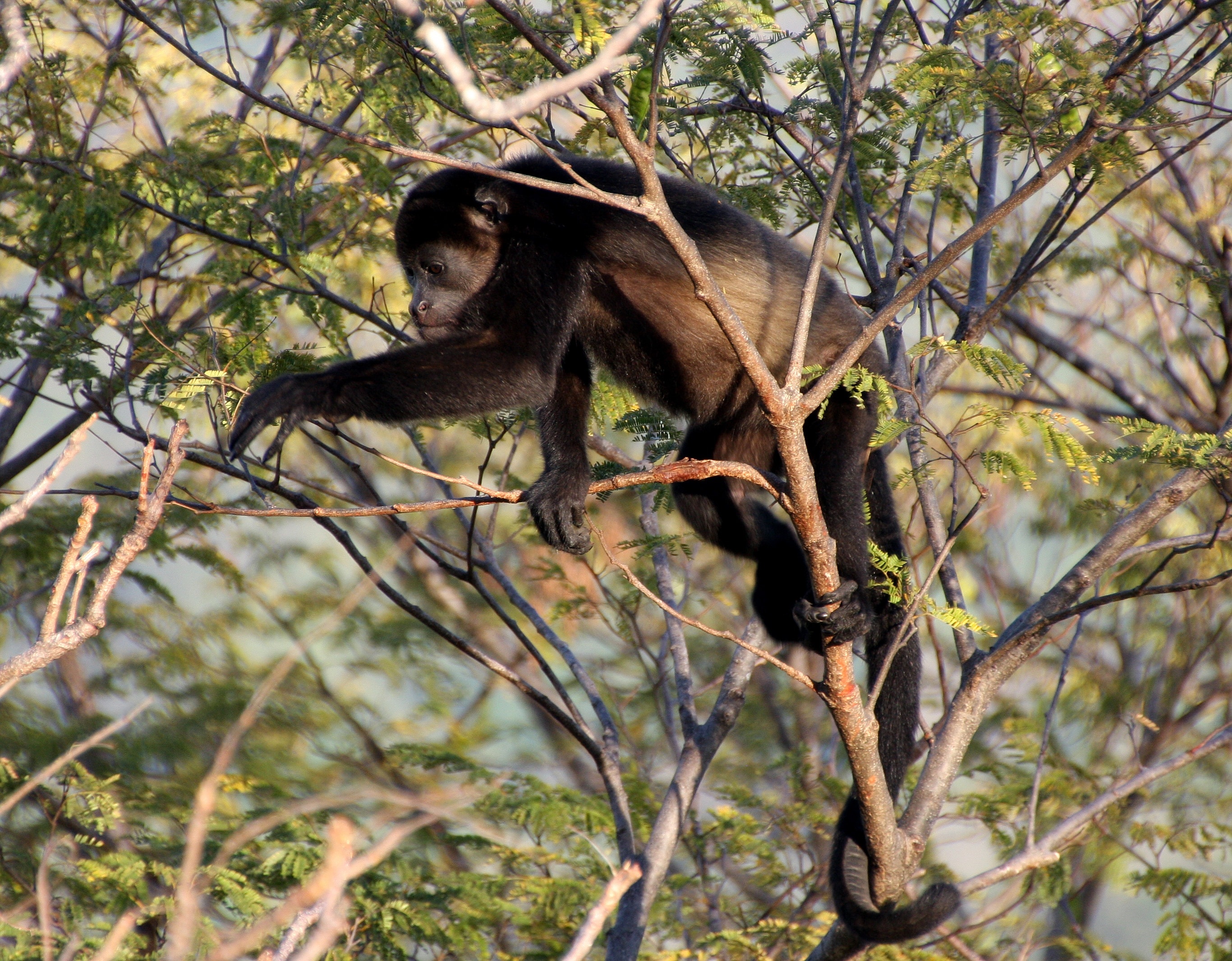 Costa Rica, Monkey, Howler Monkey, Trees, animal wildlife, animals in the wild