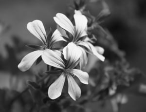 grayscale photo of petaled flowers thumbnail
