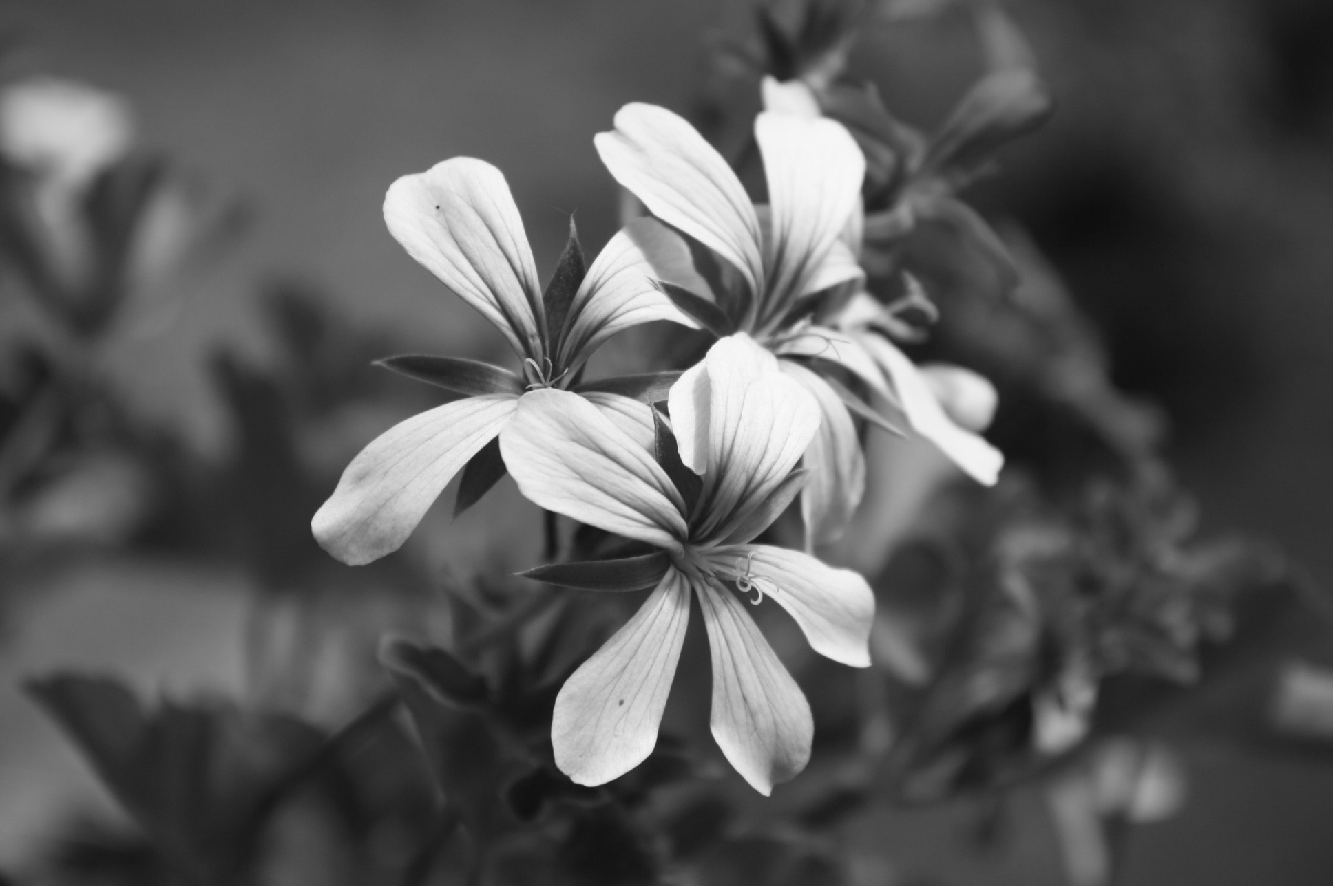grayscale photo of petaled flowers