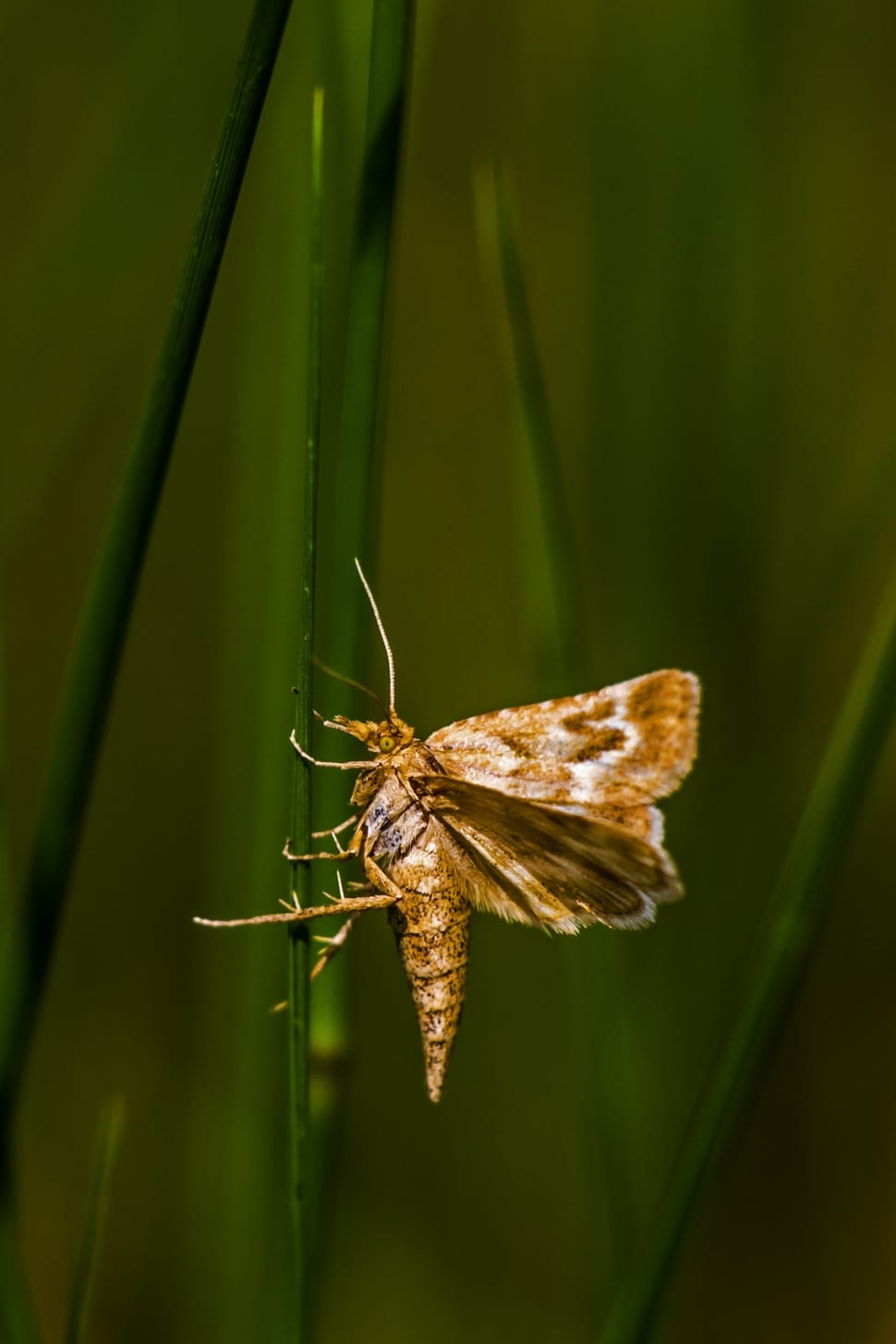 close up photography of moth butterfly preview