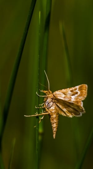 close up photography of moth butterfly thumbnail