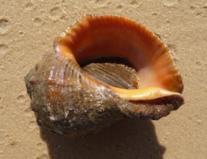 brown snail top of brown sand during daytime thumbnail