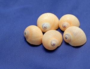 5 yellow seashells collection thumbnail