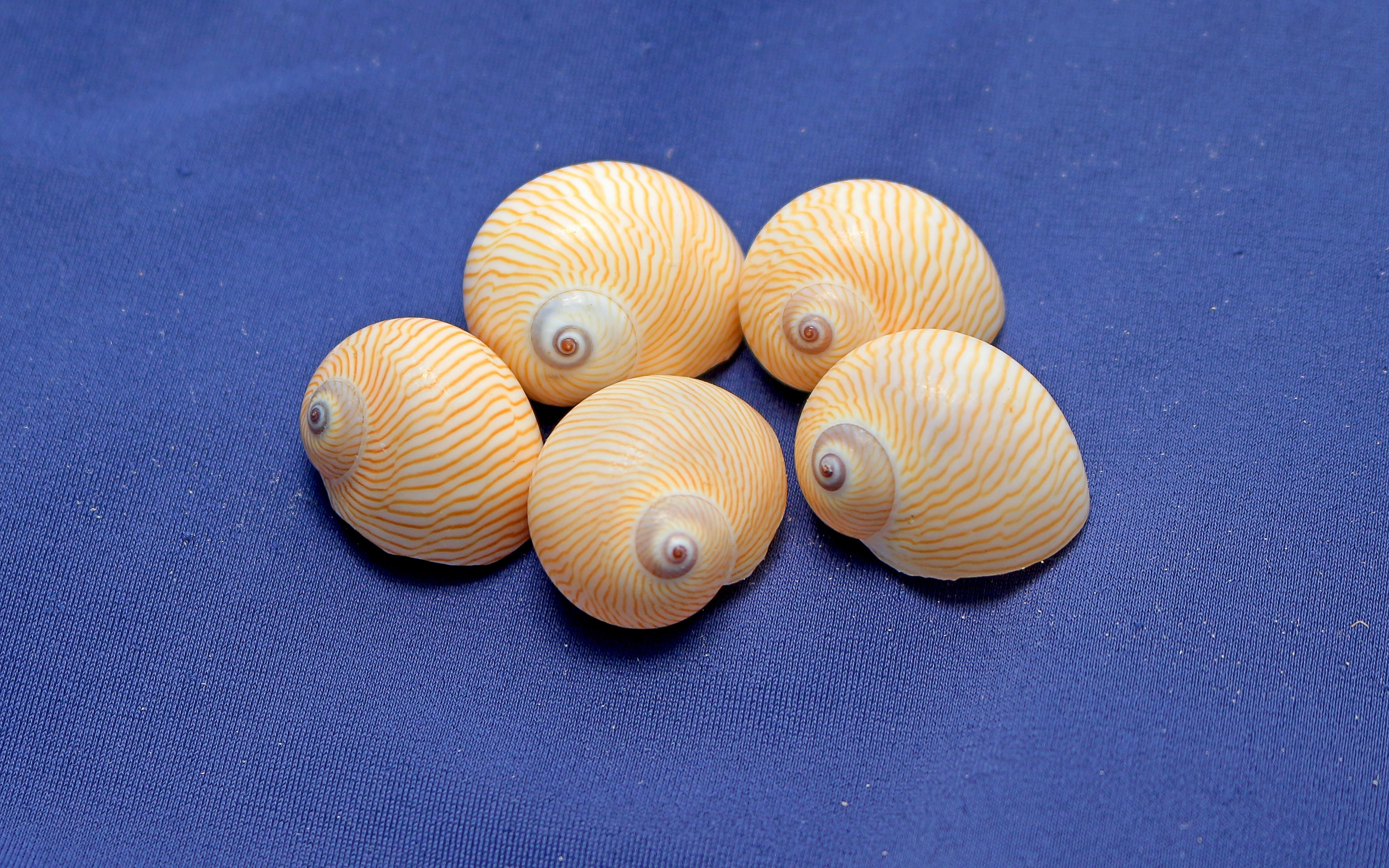 5 yellow seashells collection