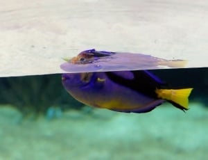 purple and yellow fish thumbnail