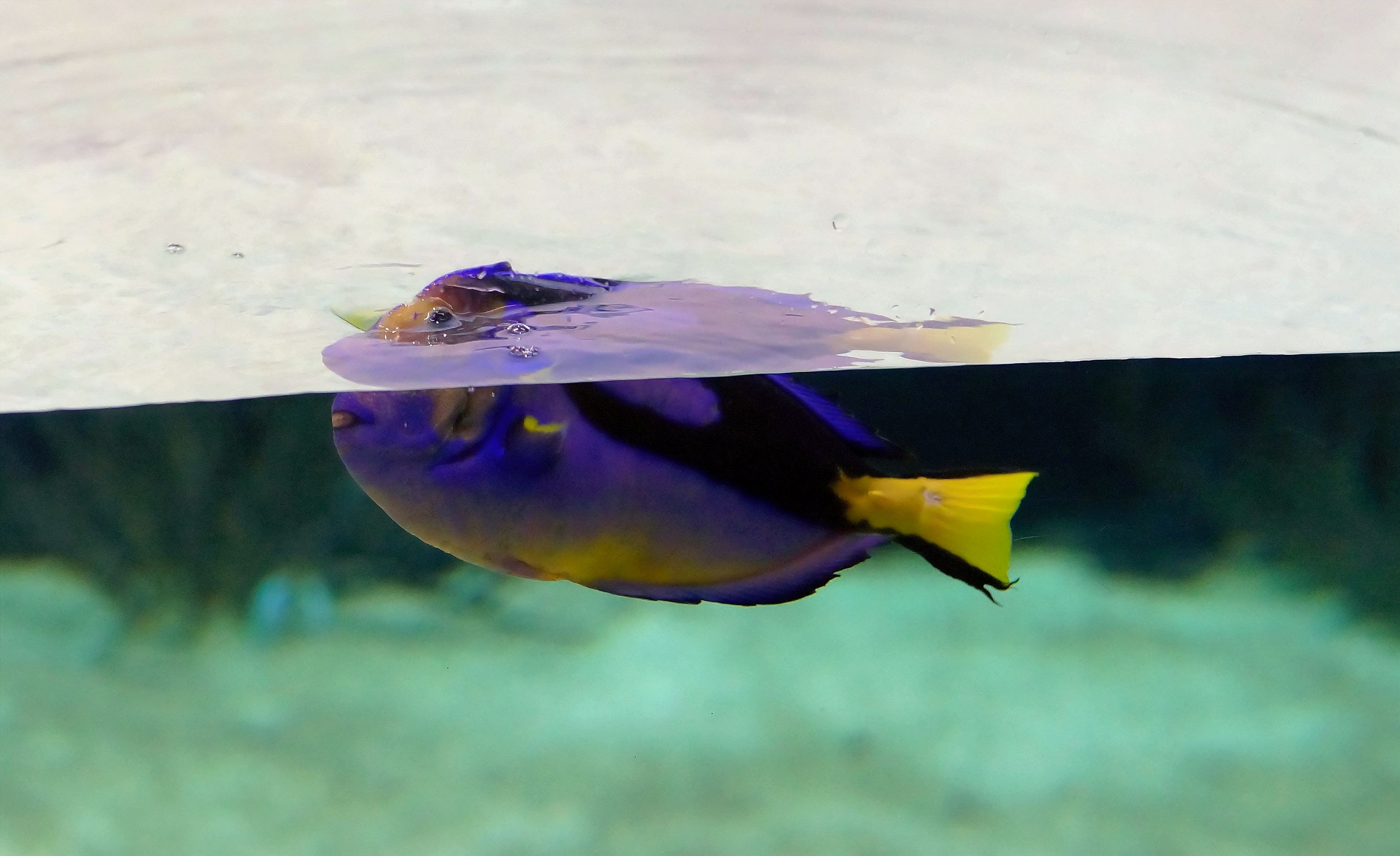 purple and yellow fish