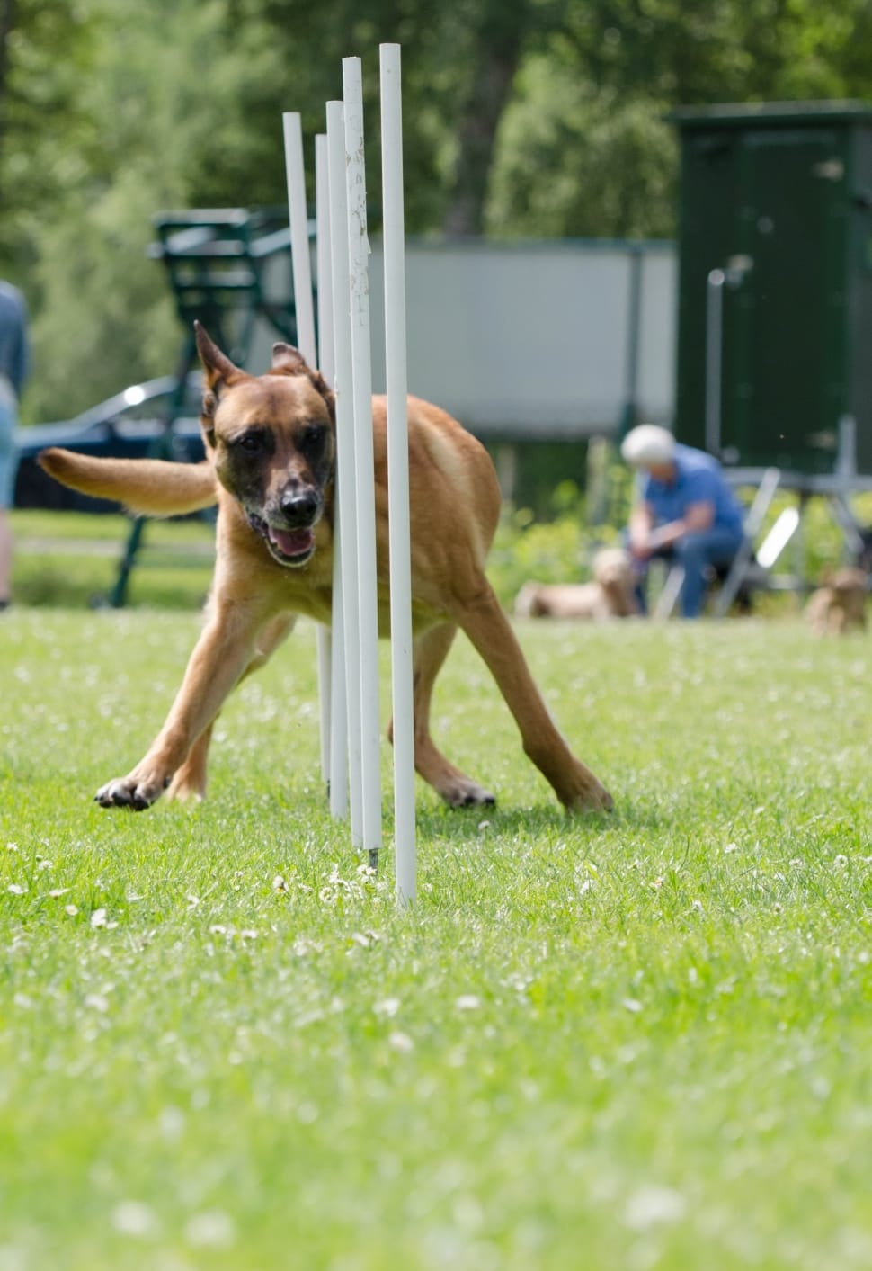 Slalom, Attention, Agility, Malinois, dog, pets preview