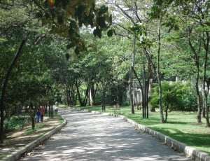green trees and concrete road thumbnail