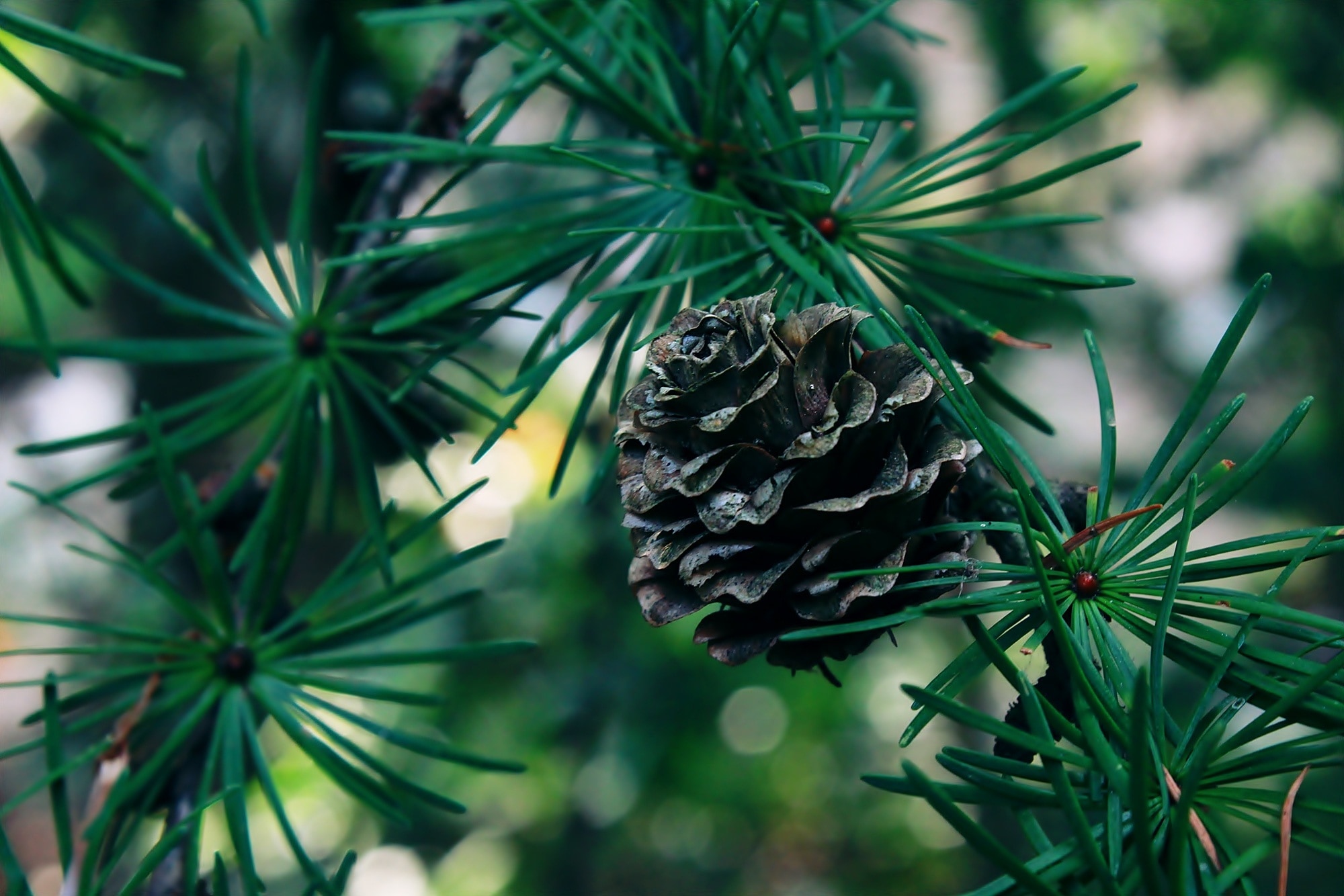 black pine cone