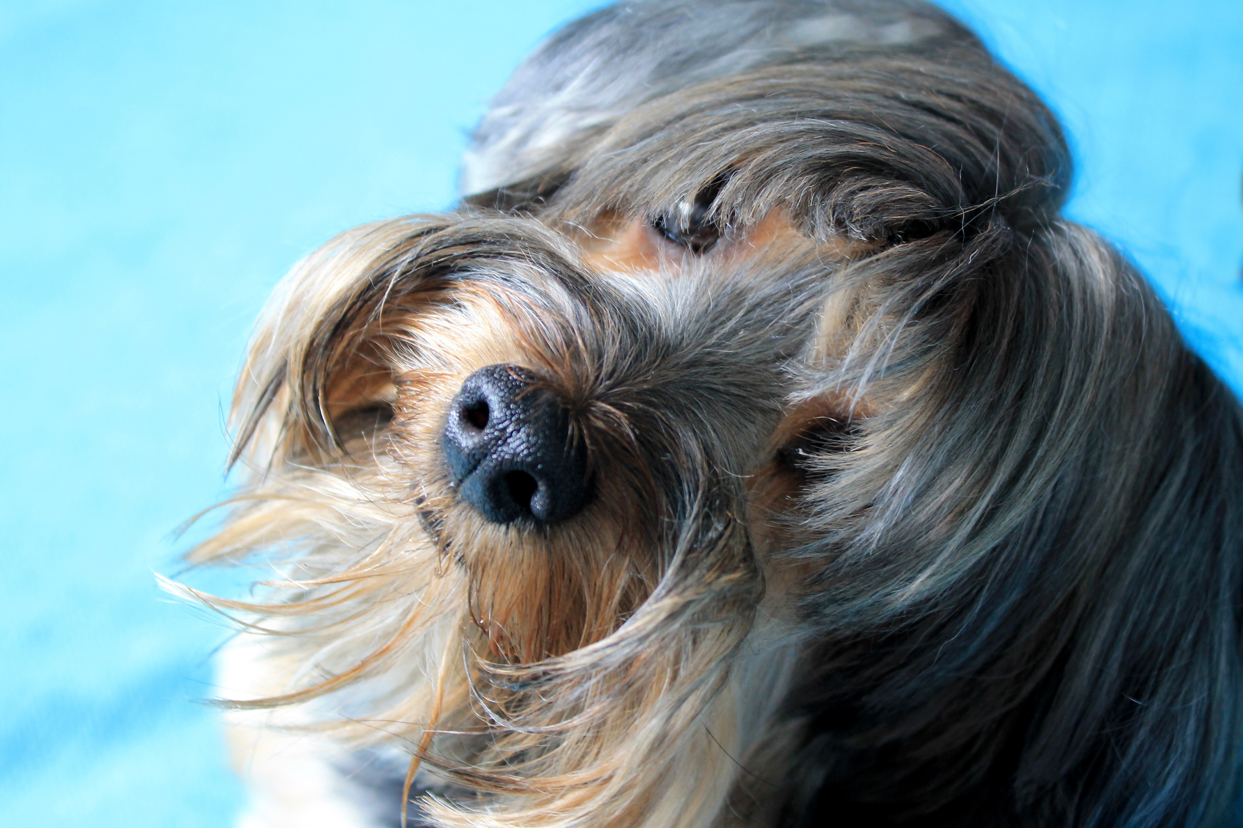 black and brown yorkshire terrier