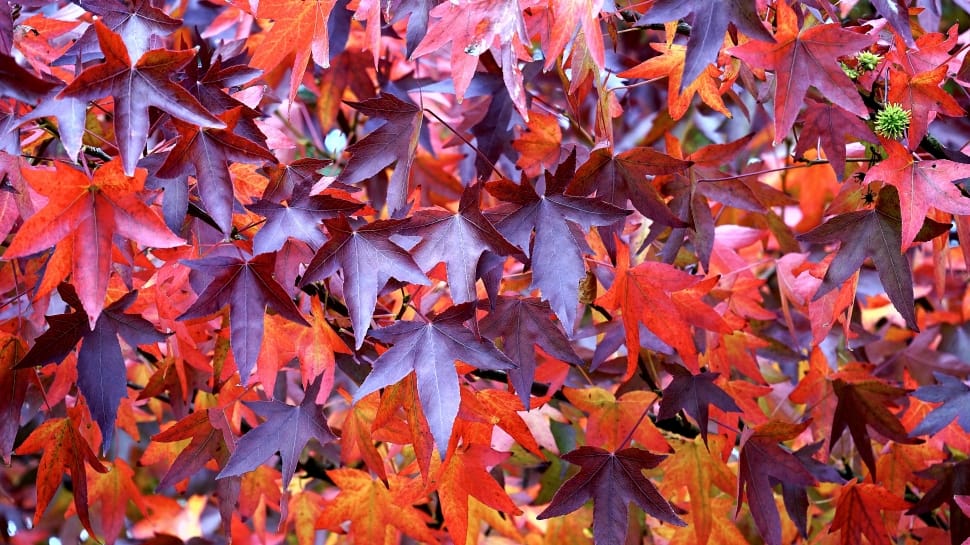 orange maple leaves preview