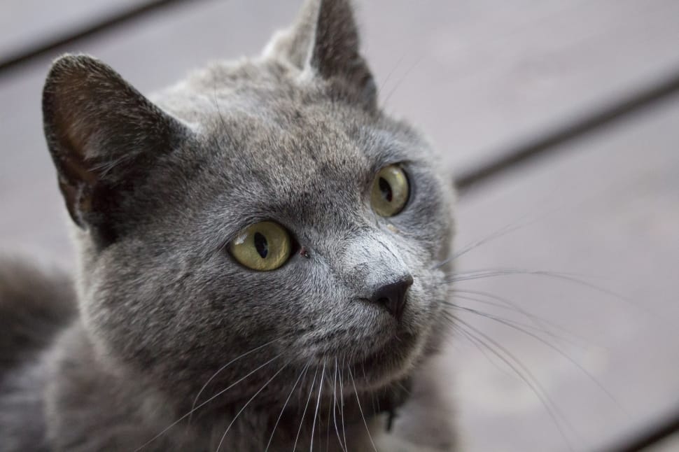 gray short fur cat preview