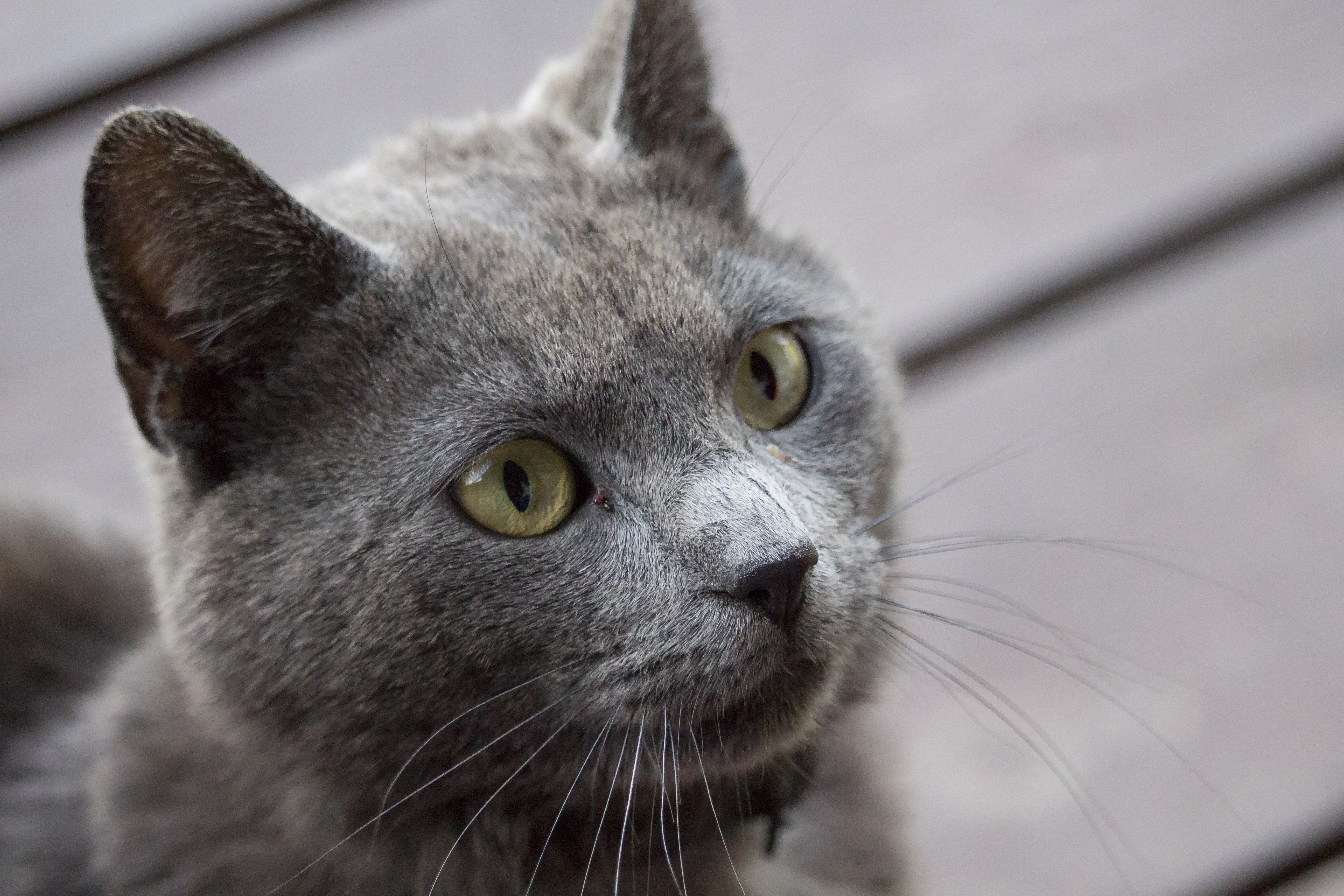 gray short fur cat