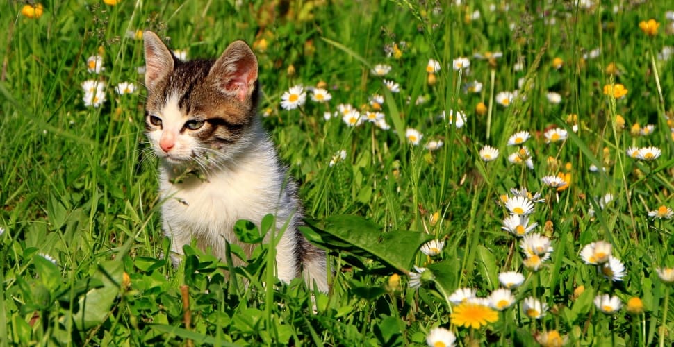 brown tabby cat sitting on white daisy flower field preview