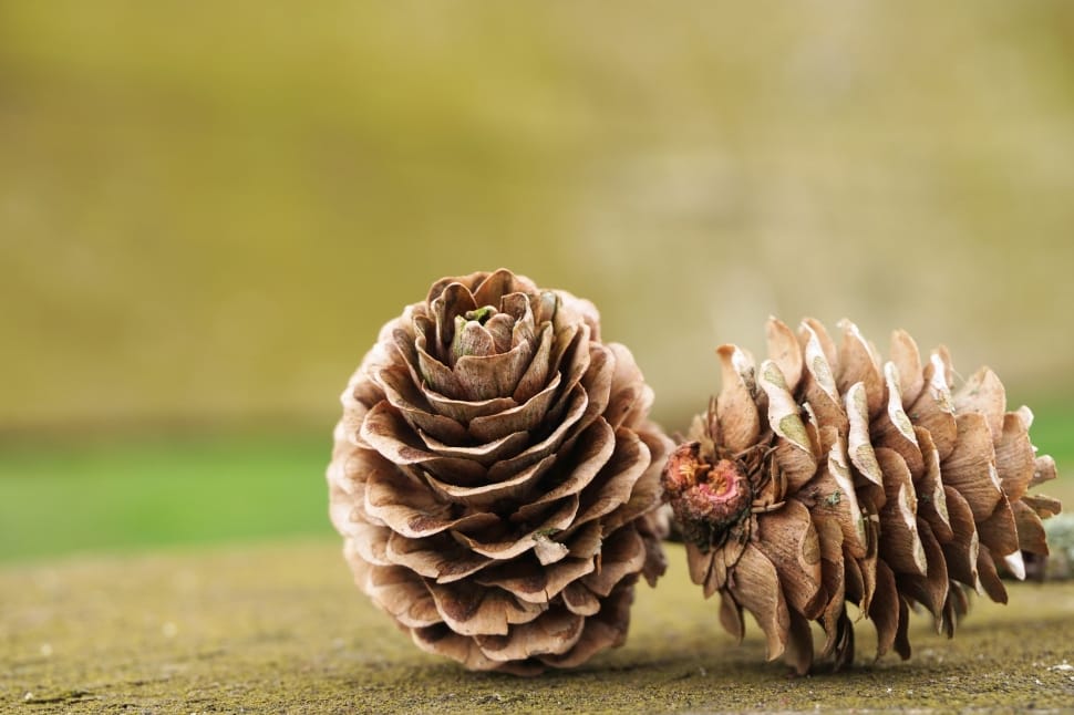 brown conifer cone preview