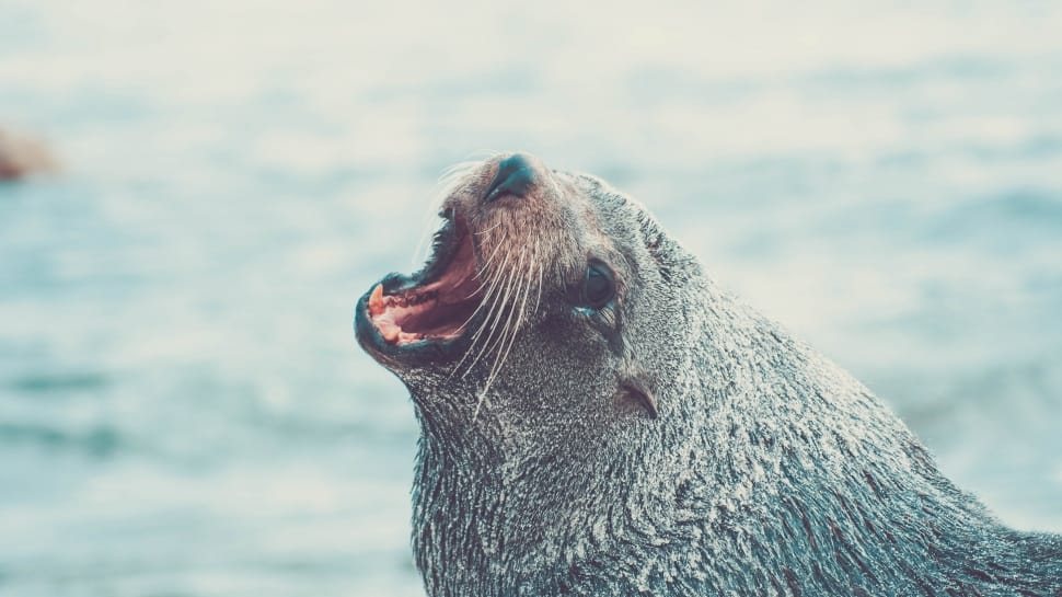 gray seal preview