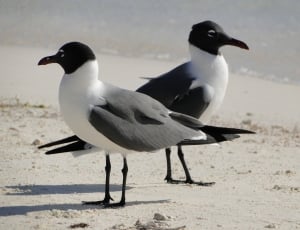 2 black and white seagulls thumbnail