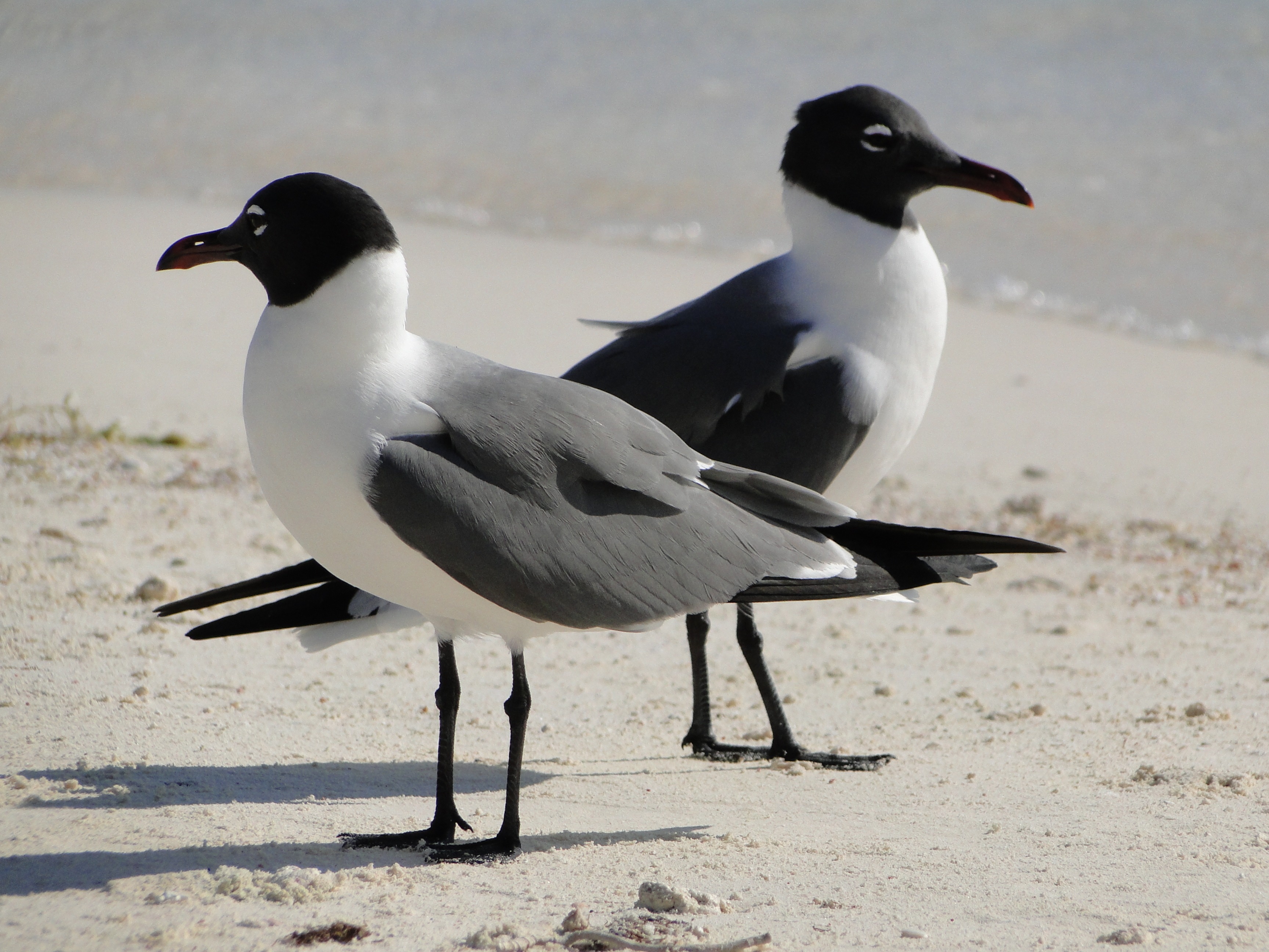 2 black and white seagulls