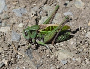 green cricket thumbnail