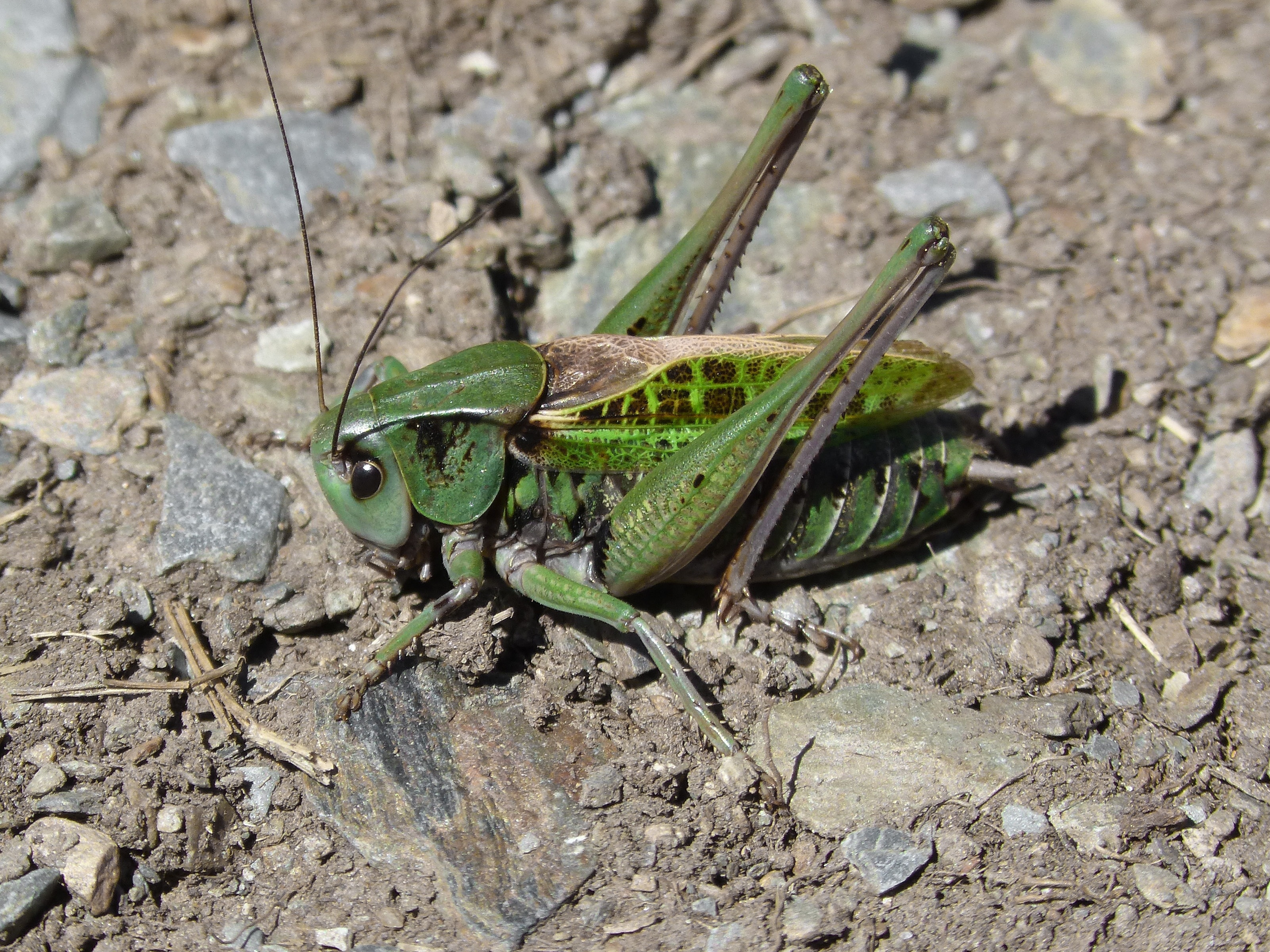 green cricket
