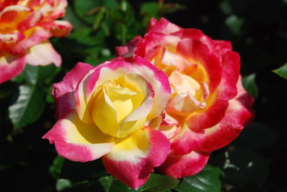 Colorful, Flowers, Tri-Color Rose, flower, petal preview