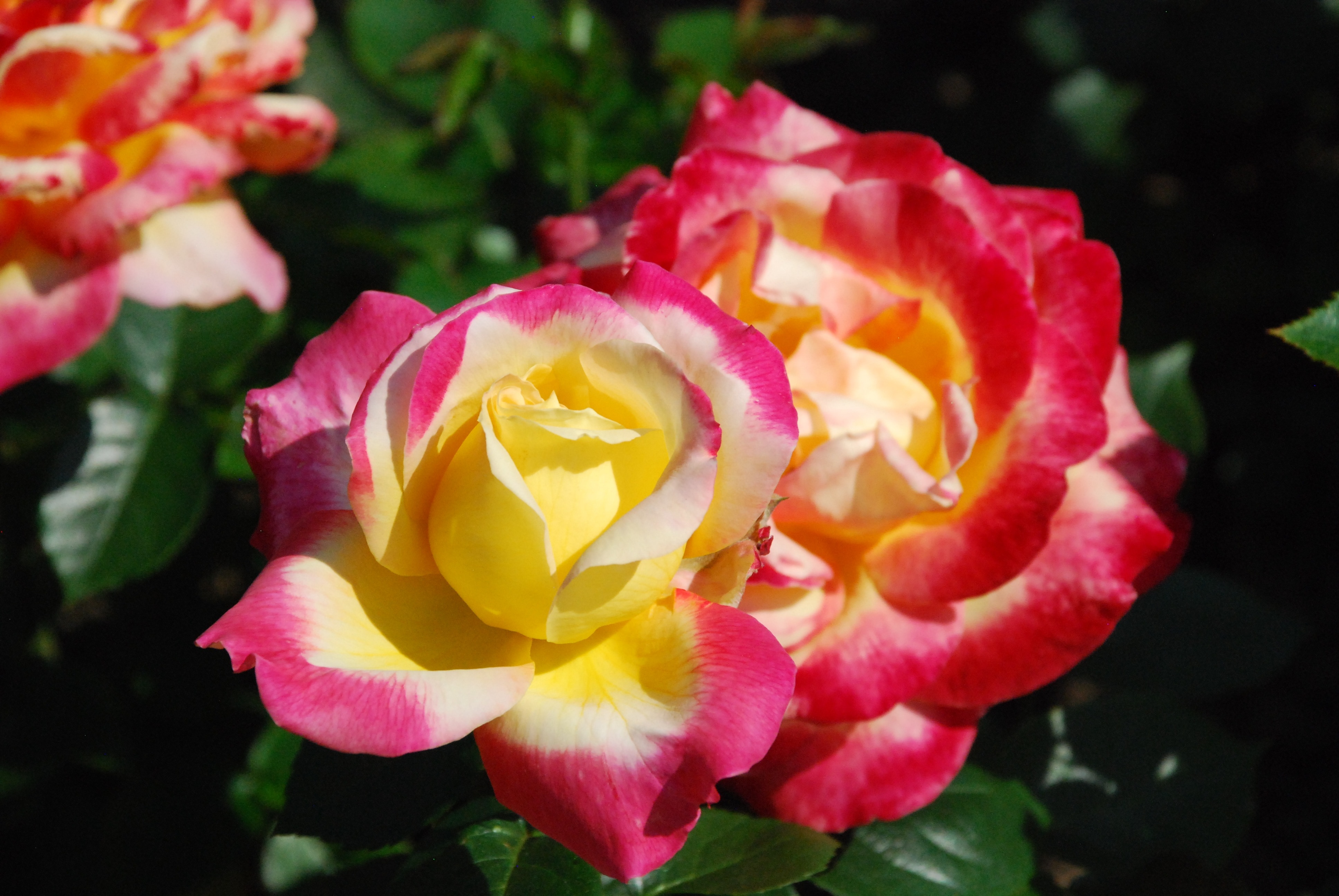 Colorful, Flowers, Tri-Color Rose, flower, petal
