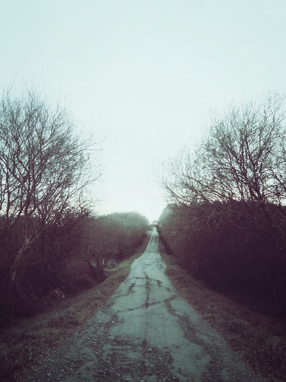 grey trees preview