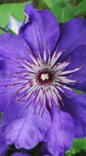 Flower, Purple, Garden, Huge Flower, flower, purple thumbnail