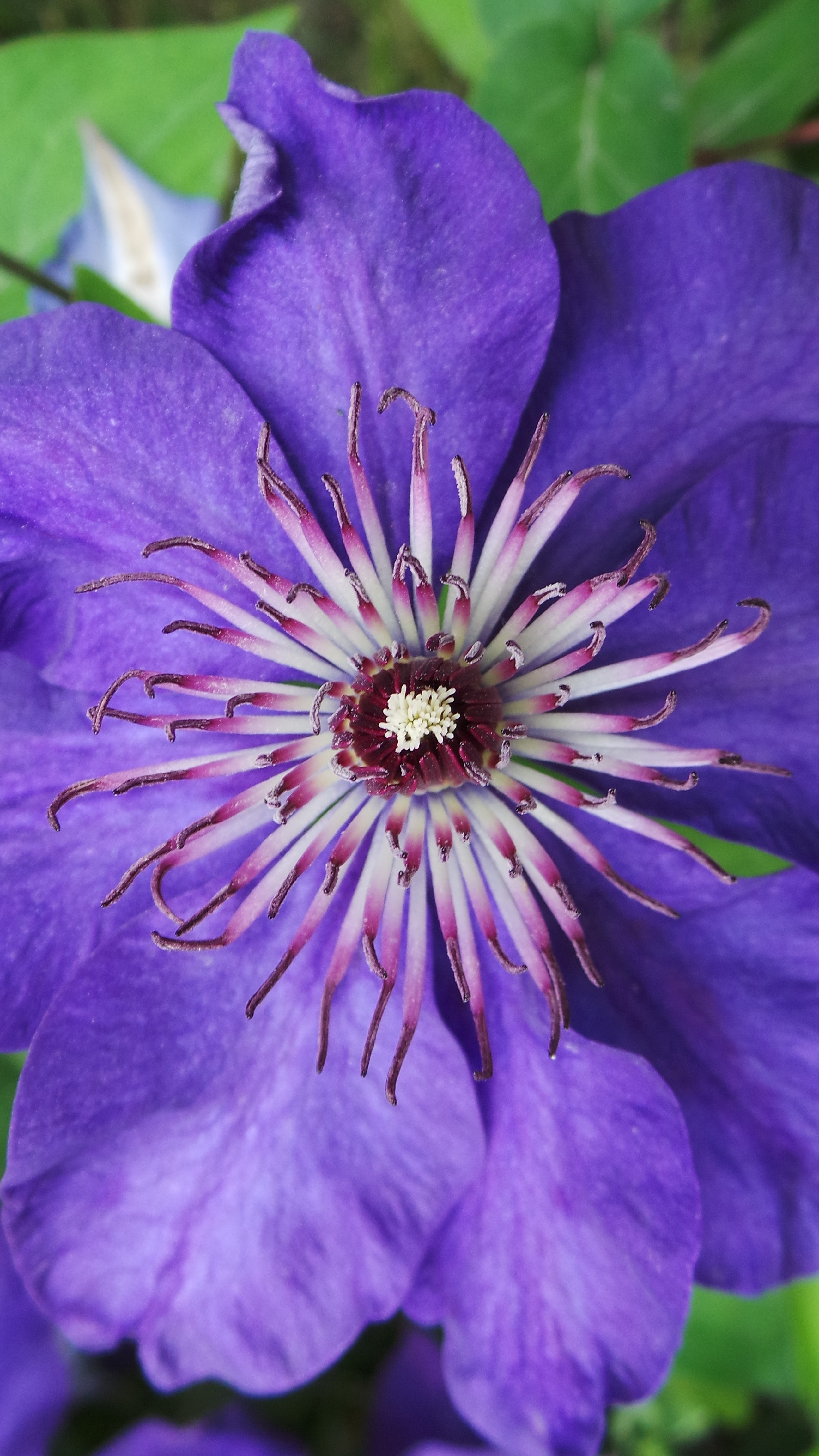 1080x1920 wallpaper | Flower, Purple, Garden, Huge Flower, flower ...