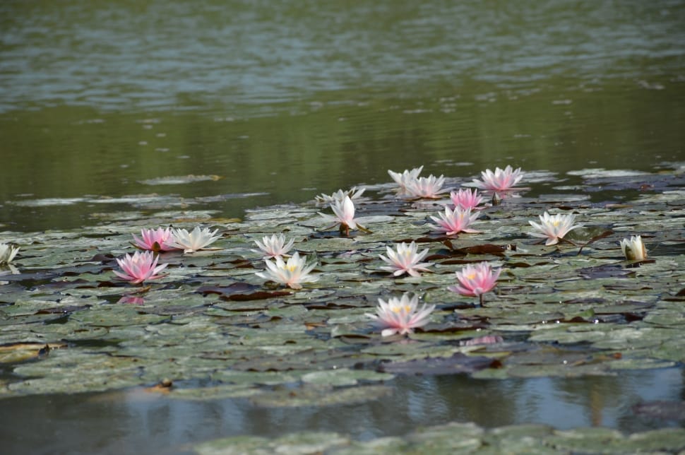pink and white water lilies preview