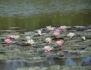 pink and white water lilies thumbnail