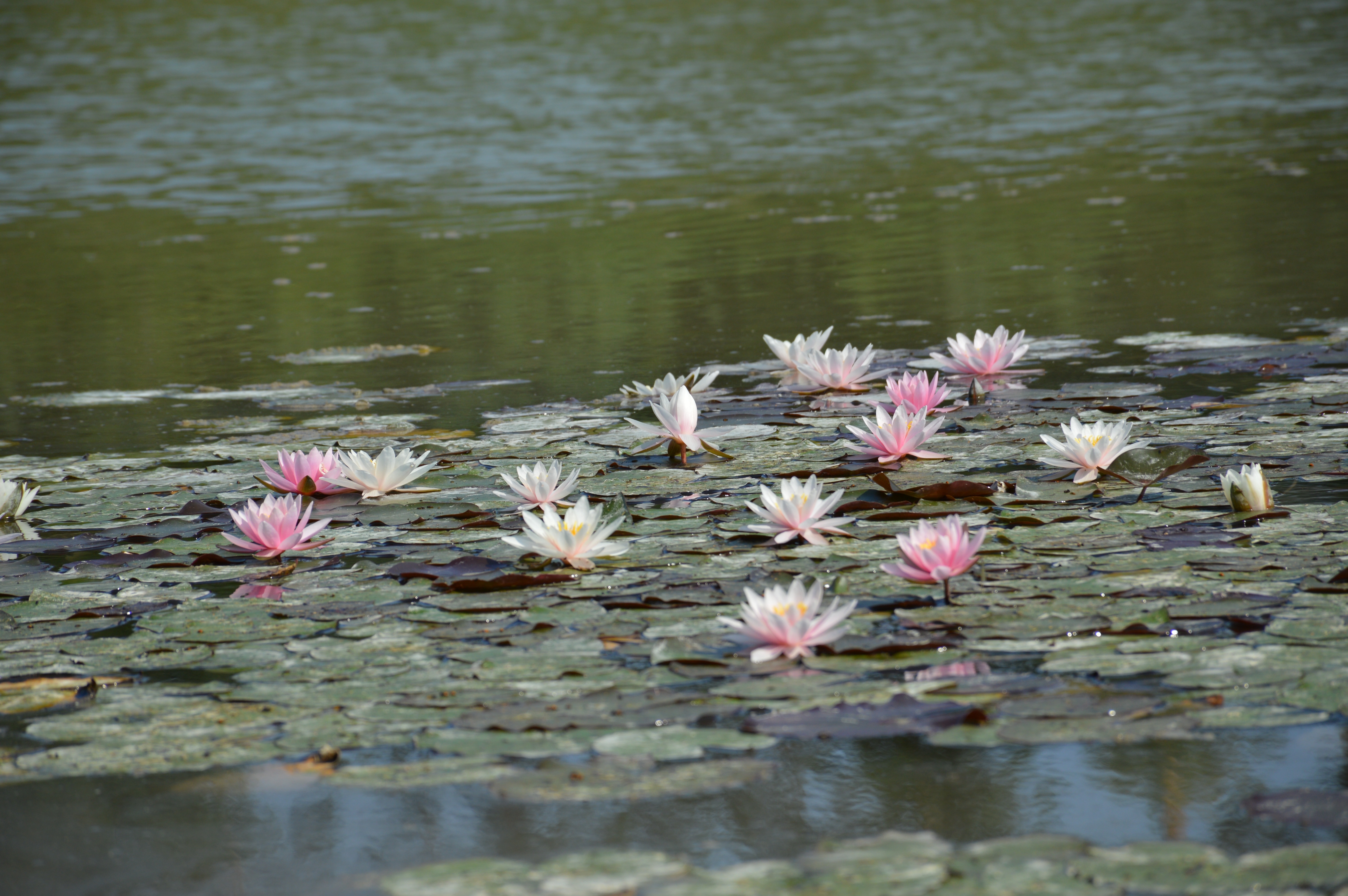 pink and white water lilies