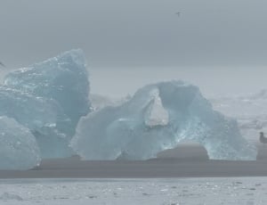 Iceland, Iceberg, Bird, Tern, water, nature thumbnail