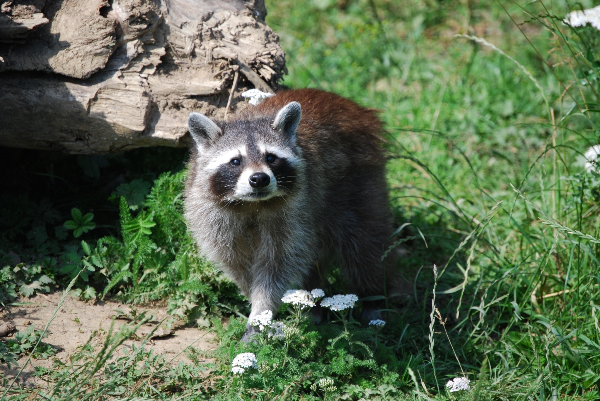 gray and black racoon
