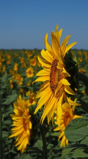 close up photo of sunflowers during daytime thumbnail