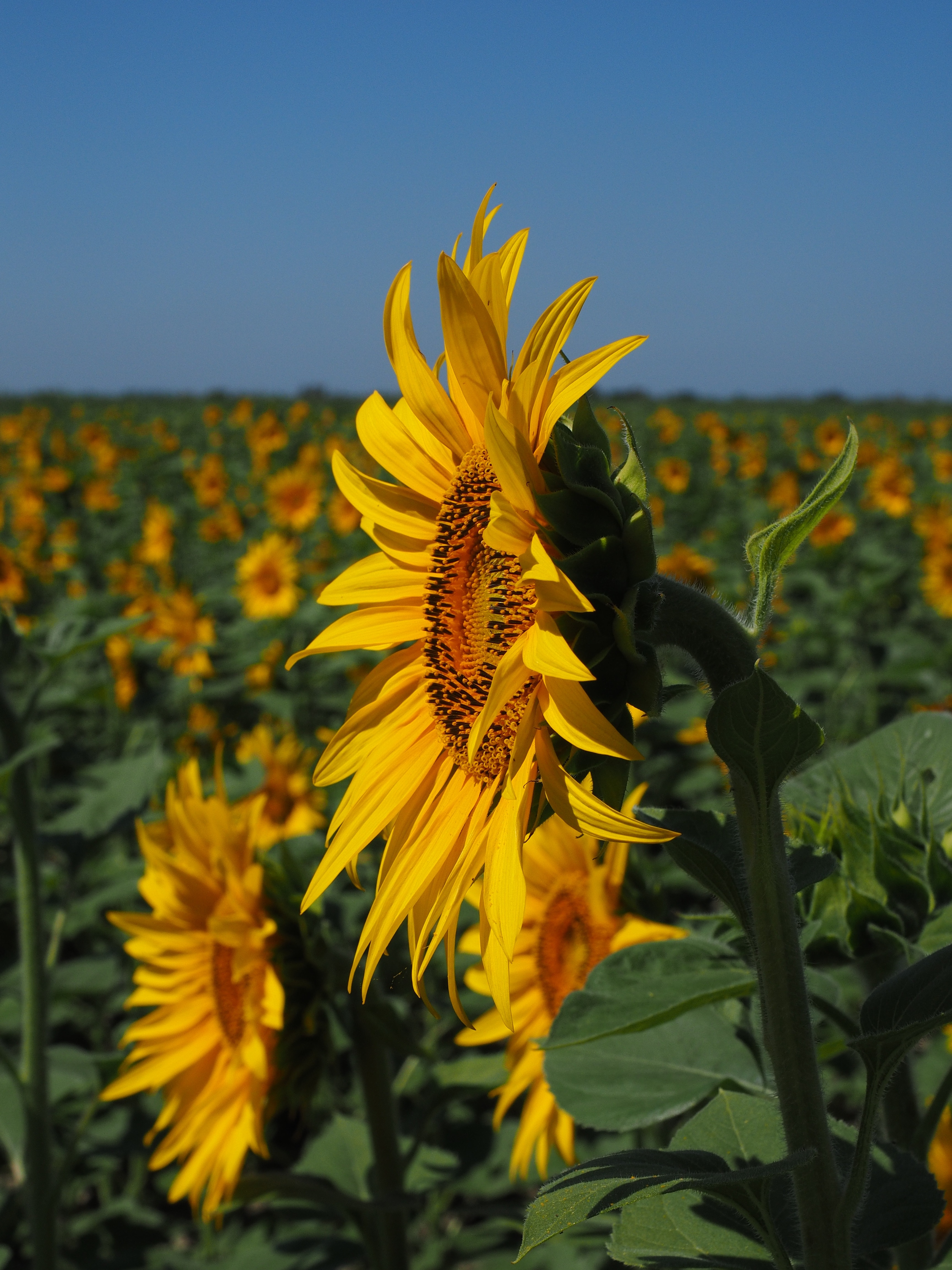 close up photo of sunflowers during daytime