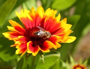 yellow and red flower thumbnail