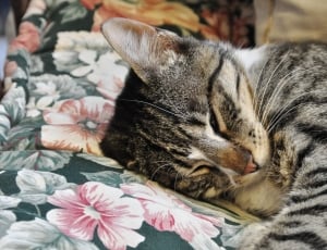 silver tabby cat lying on floral sheet thumbnail