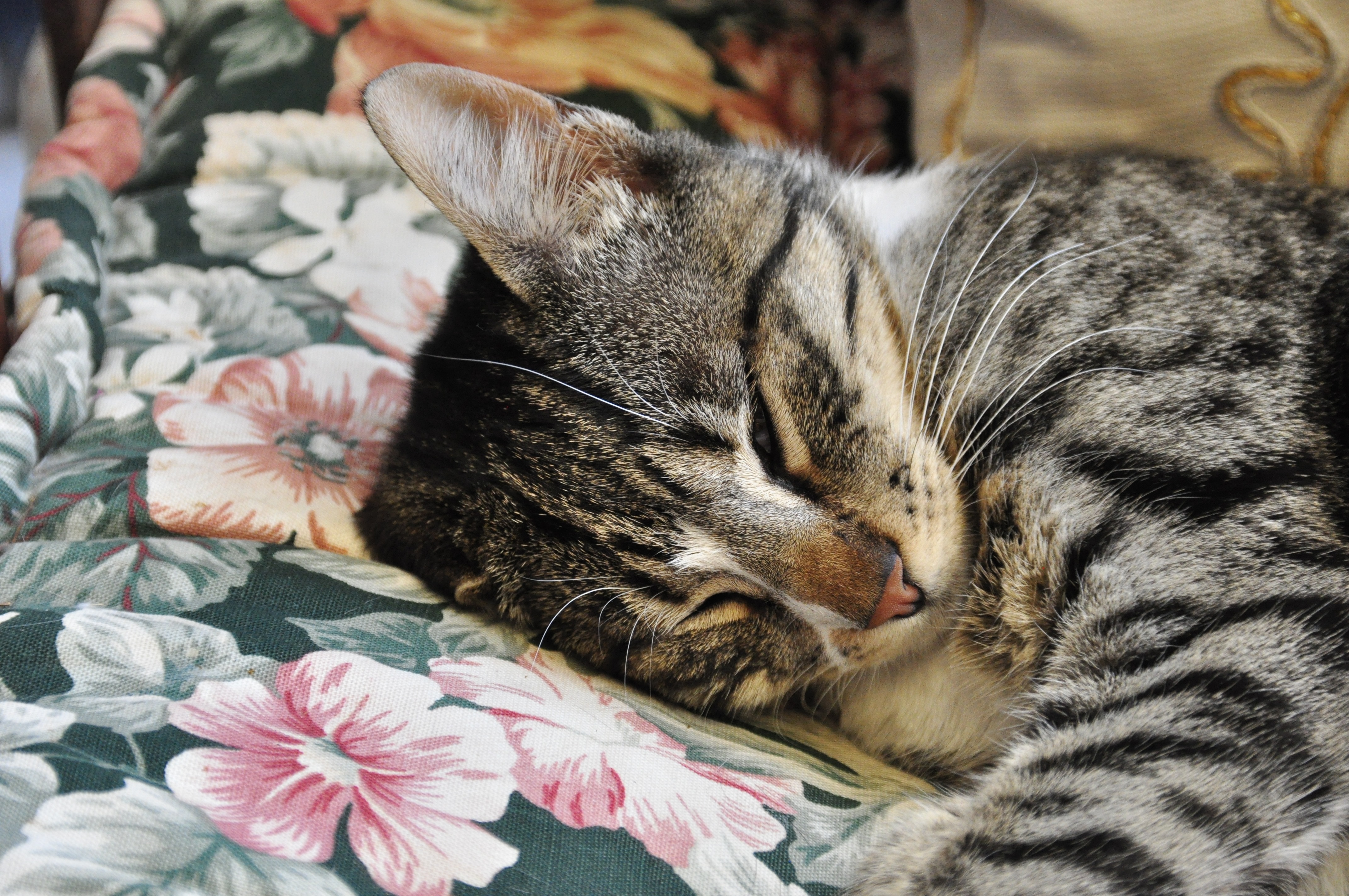 silver tabby cat lying on floral sheet