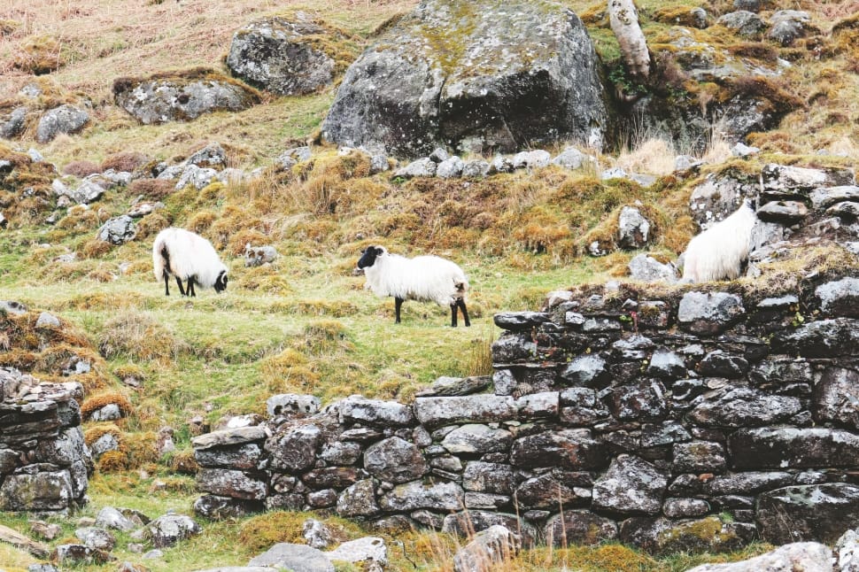 three black and white sheeps in grassfield and rocky mountains preview