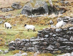 three black and white sheeps in grassfield and rocky mountains thumbnail