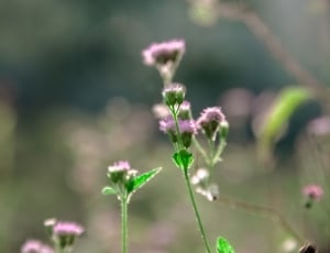 pink and green flowers thumbnail