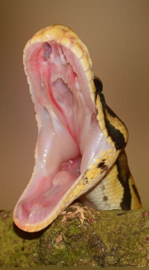 python mouth thumbnail