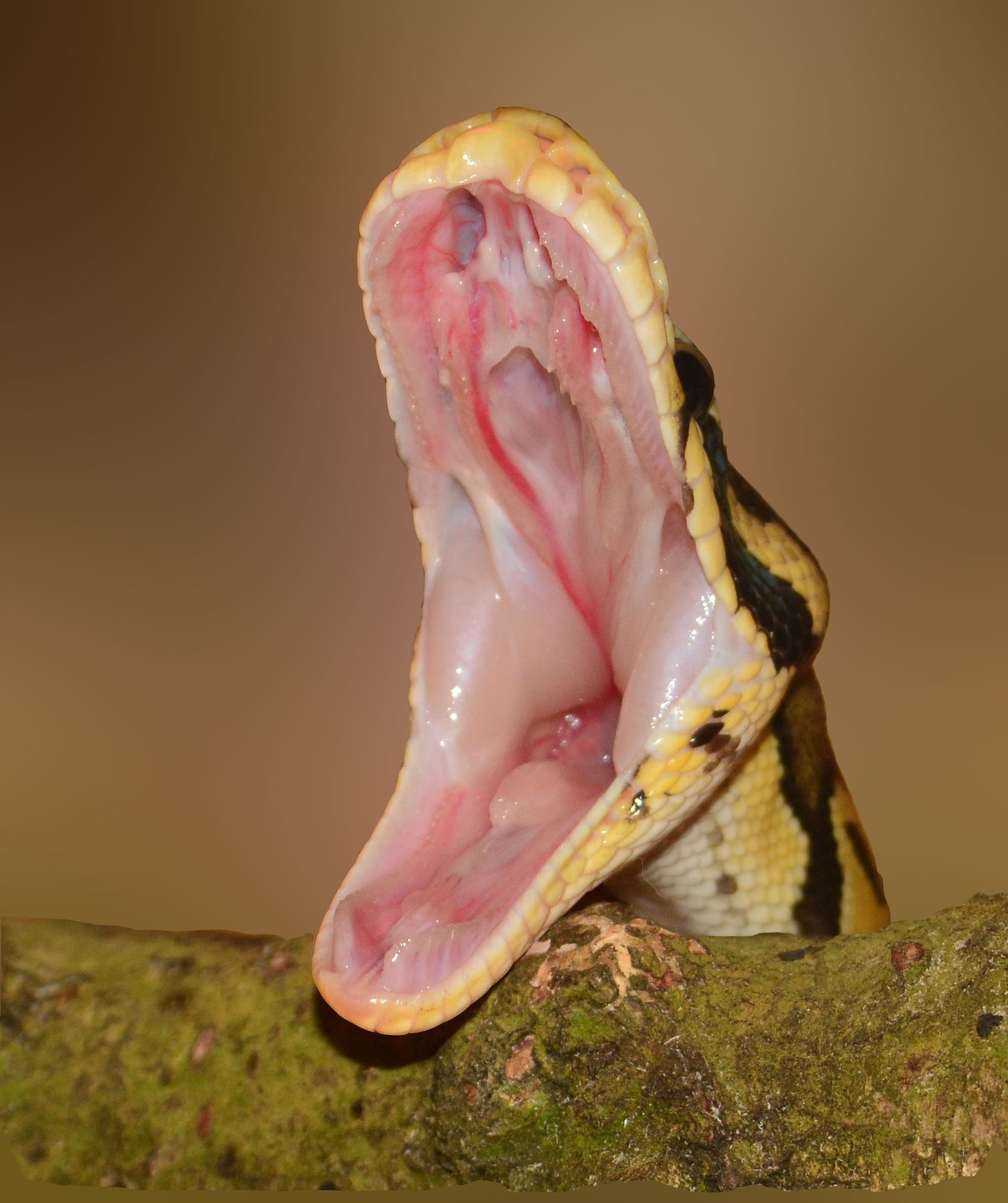 python mouth