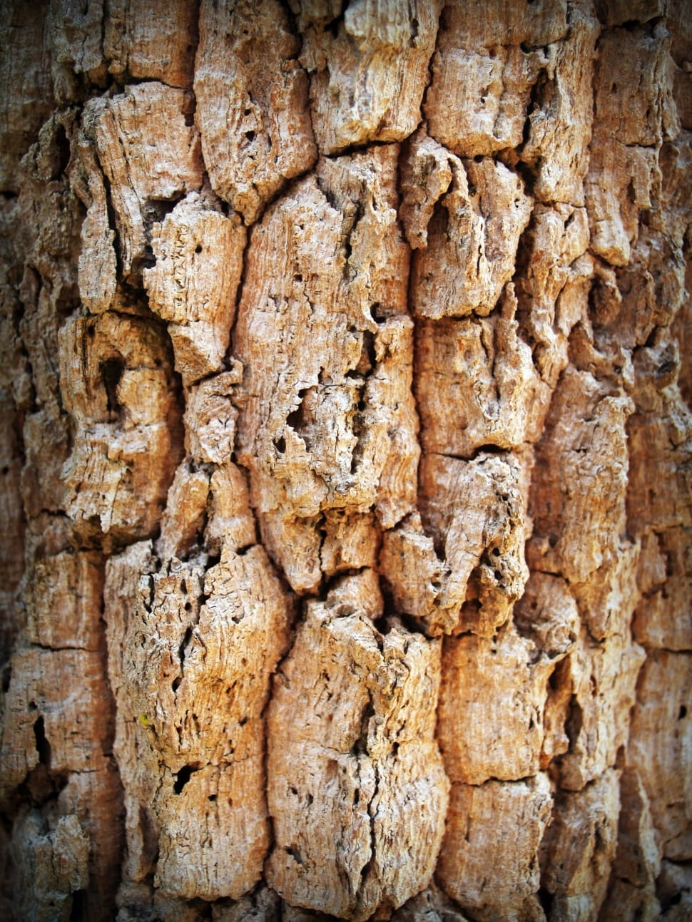 brown tree trunk preview
