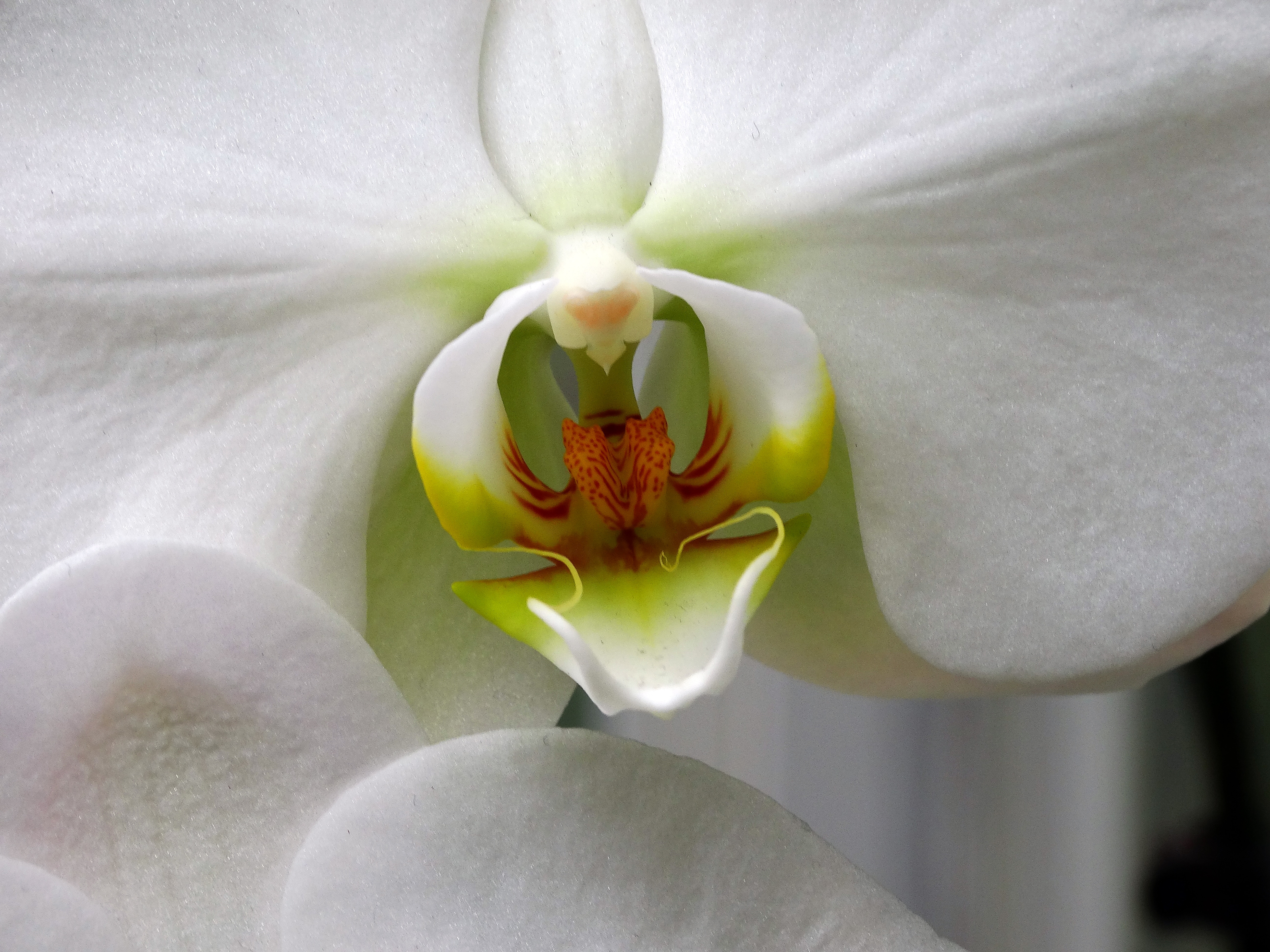 Anatomy of an Orchid