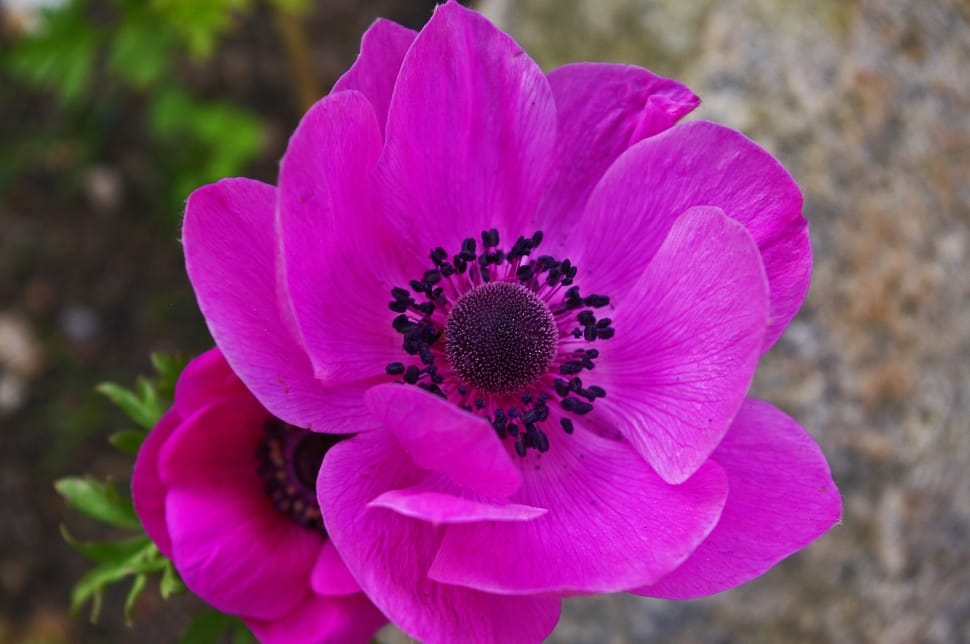 pink poppies preview