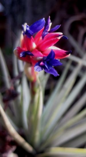 red and purple flower thumbnail